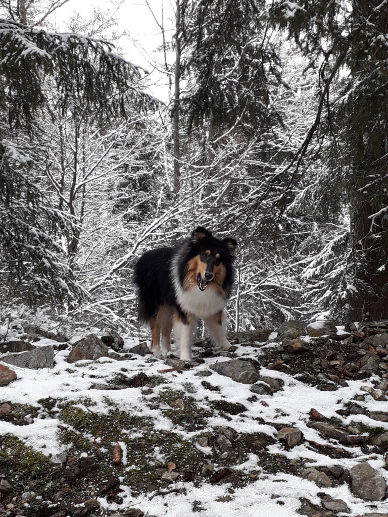 Beispiel Bild zum Verkleiner